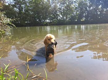 zlatý retriever a hon na kachny