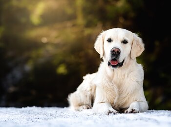 Golden retriever - Missi Golden retriever - Missi