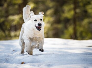 Golden retriever - Missi Golden retriever - Missi
