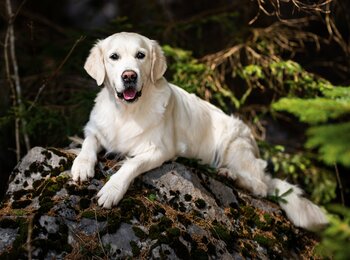Golden retriever - Missi Golden retriever - Missi