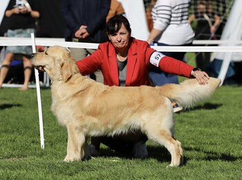 zlatý retriever Ch Ibbi My Joy