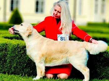 C.I.B. Iris My Joy zlatý retriever Shelby C.I.B. Iris My Joy zlatý retriever Shelby