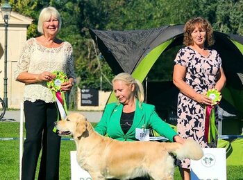 C.I.B. Iris My Joy zlatý retriever Shelby C.I.B. Iris My Joy zlatý retriever Shelby