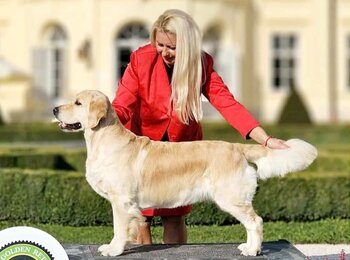 C.I.B. Iris My Joy zlatý retriever Shelby C.I.B. Iris My Joy zlatý retriever Shelby