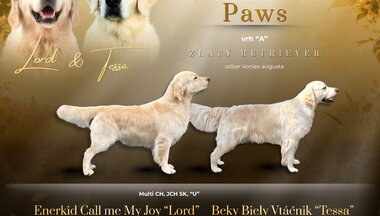Zlatý retriever Lord - úspešný krycí pes Zlatý retriever Lord - úspešný krycí pes